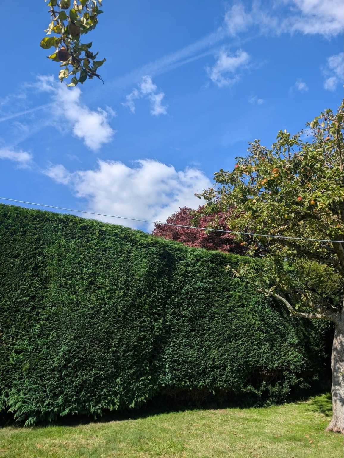 Hedge cutting project – earlier view