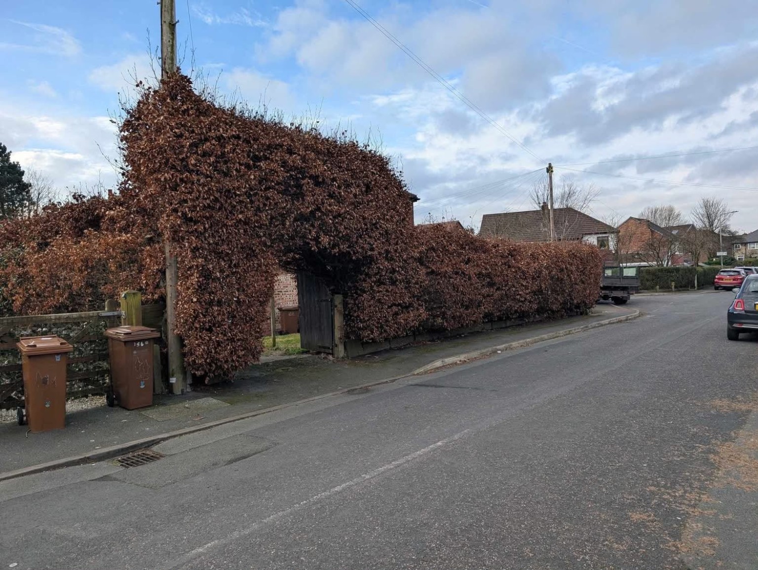 Tall garden hedge