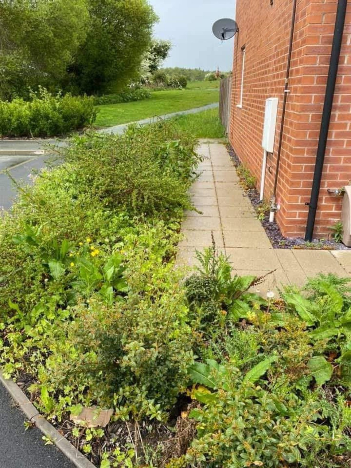 Tree and shrub work