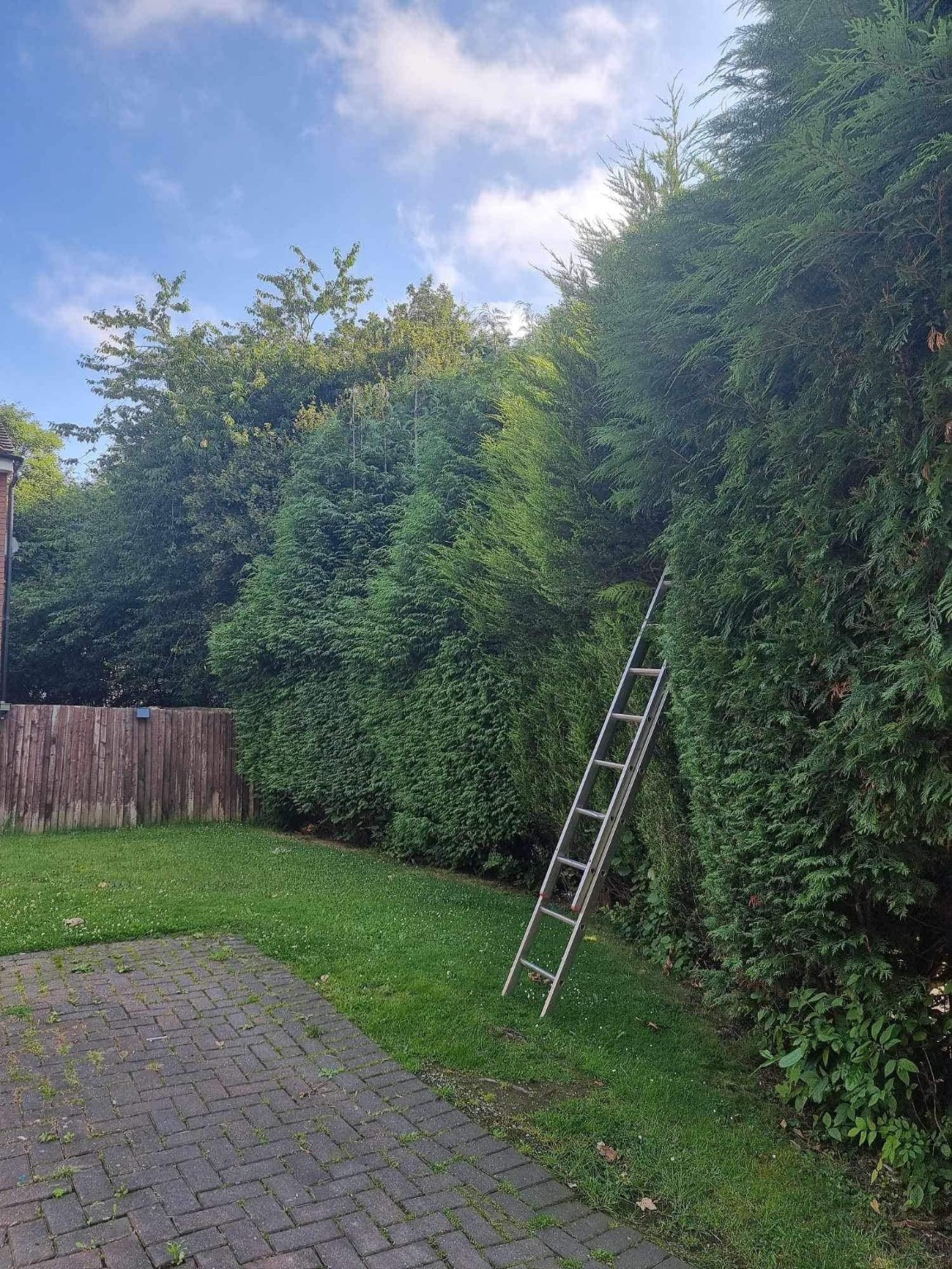 Driveway cleaning – before and after