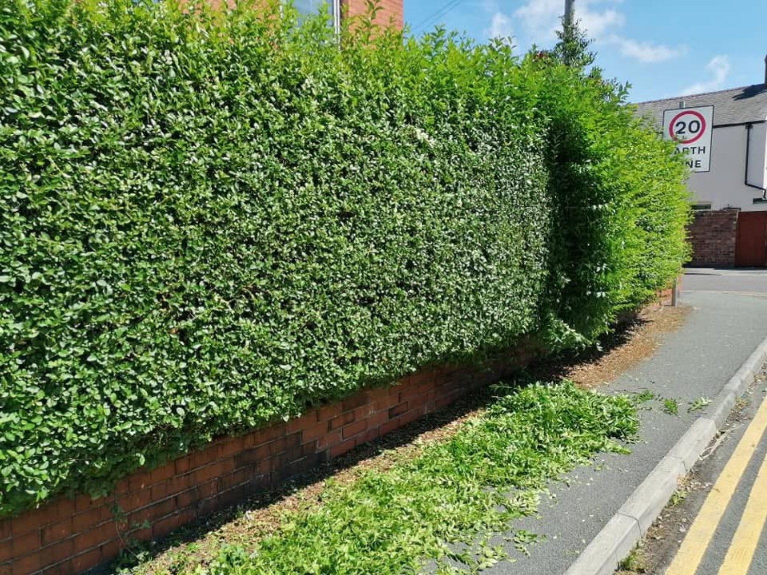 Hedge cutting and shaping beside pavement